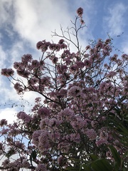 Tabebuia rosea