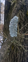 Parmelia sulcata