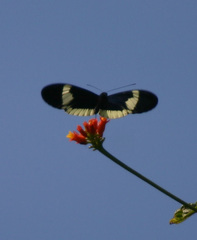 Heliconius cydno alithea