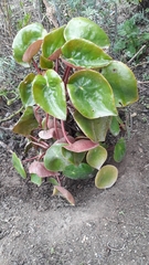Peperomia peltigera