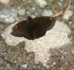 Nisoniades