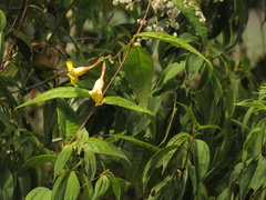 Mandevilla speciosa