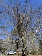 Crataegus aestivalis