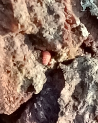 Bilobella braunerae