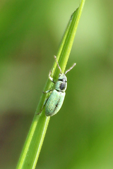 Phyllobius cylindricollis
