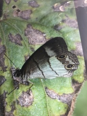 Euptychoides laccine