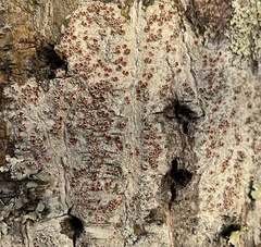 Haematomma flexuosum