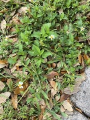 Bidens alba
