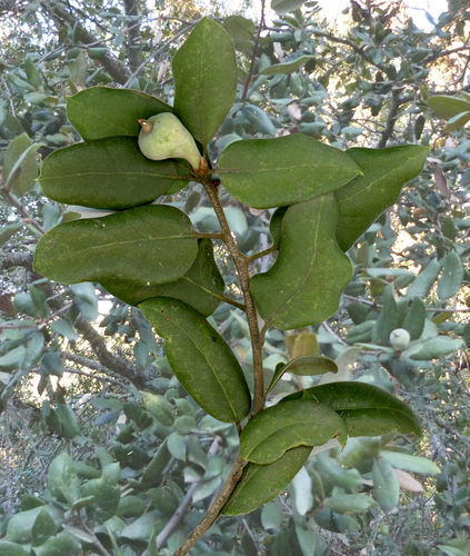 iNaturalist observation photo of Beaked Spindle Gall Wasp
