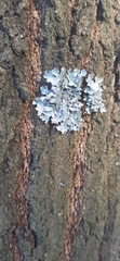 Parmelia sulcata