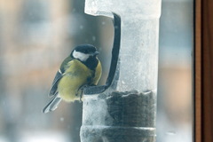Parus major
