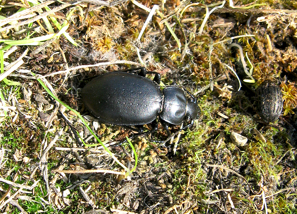 Tomocarabus