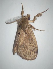 Orgyia detrita