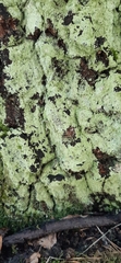 Lepraria