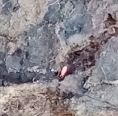 Bilobella braunerae