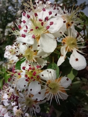 Pyrus bourgaeana
