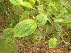 Miconia domociliata