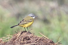 Motacilla flava iberiae