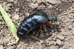 Meloe erythrocnemus