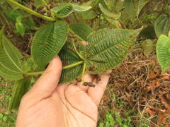 Miconia domociliata
