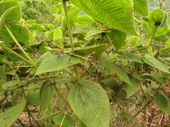 Miconia domociliata