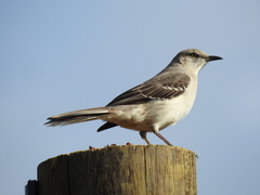 Mimus polyglottos image