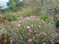 Dianthus hypanicus