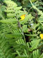 Phylloscyrtus amoenus