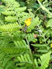 Phylloscyrtus amoenus