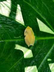 Aplastodiscus leucopygius