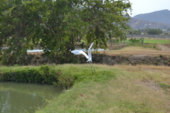 Ardea alba