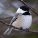 Black-capped Chickadee - Photo (c) Colin Moore, some rights reserved (CC BY-NC), uploaded by Colin Moore