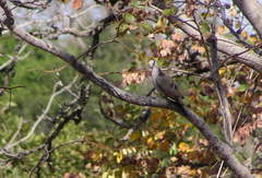 Turtur abyssinicus