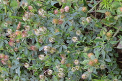 Trifolium ligusticum
