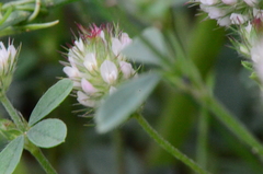 Trifolium ligusticum