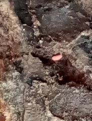 Bilobella braunerae