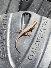 Trachylepis depressa