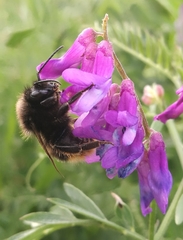 Bombus ruderarius