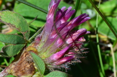 Trifolium medium medium