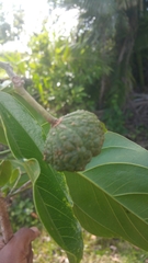 Rhopalocarpus