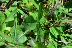Trifolium medium medium