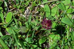 Trifolium medium medium
