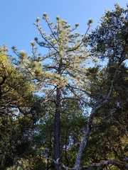 Pinus coulteri