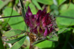 Trifolium medium medium