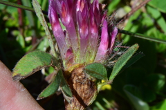 Trifolium medium medium