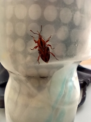 Metamasius hemipterus