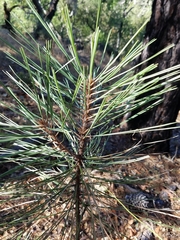 Pinus coulteri