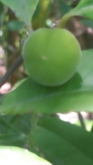 Paropsia edulis image