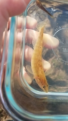 Percina nigrofasciata