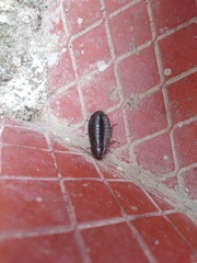 Blaberinae